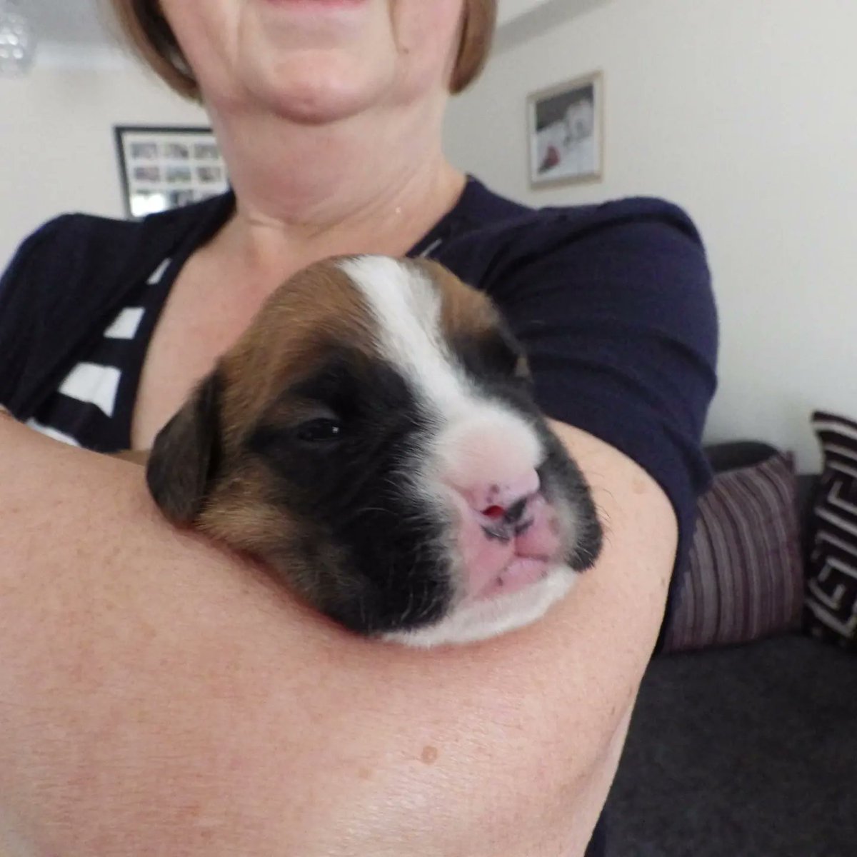 milliebtheboxer's tweet photo. Memories. 9 years ago today, we travelled to Luton, and met our dear #millieb for the very first time. What a bundle of joy she was and so sad 😞 that she is no longer with us. #boxers
#boxerpuppies 
#boxersofinstagram 
#boxersoftwitter
#boxerdogs
#ilovemyboxer 
#boxerlover https://t.co/m8aeBuVHh6