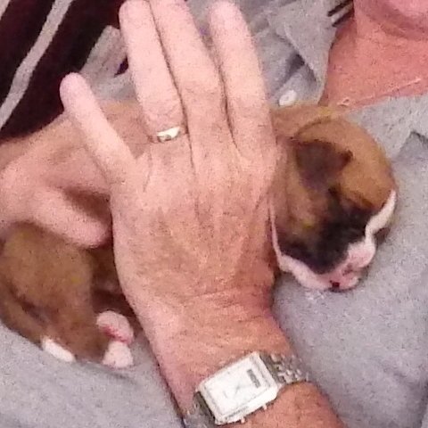 milliebtheboxer's tweet photo. Memories. 9 years ago today, we travelled to Luton, and met our dear #millieb for the very first time. What a bundle of joy she was and so sad 😞 that she is no longer with us. #boxers
#boxerpuppies 
#boxersofinstagram 
#boxersoftwitter
#boxerdogs
#ilovemyboxer 
#boxerlover https://t.co/m8aeBuVHh6