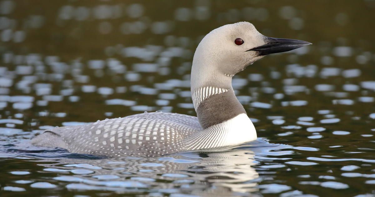 BestPixMN's tweet photo. A rare white loon was spotted just north of the Minnesota border in Canada by photographer Chris Whitty. https://t.co/BegTGgUfbX