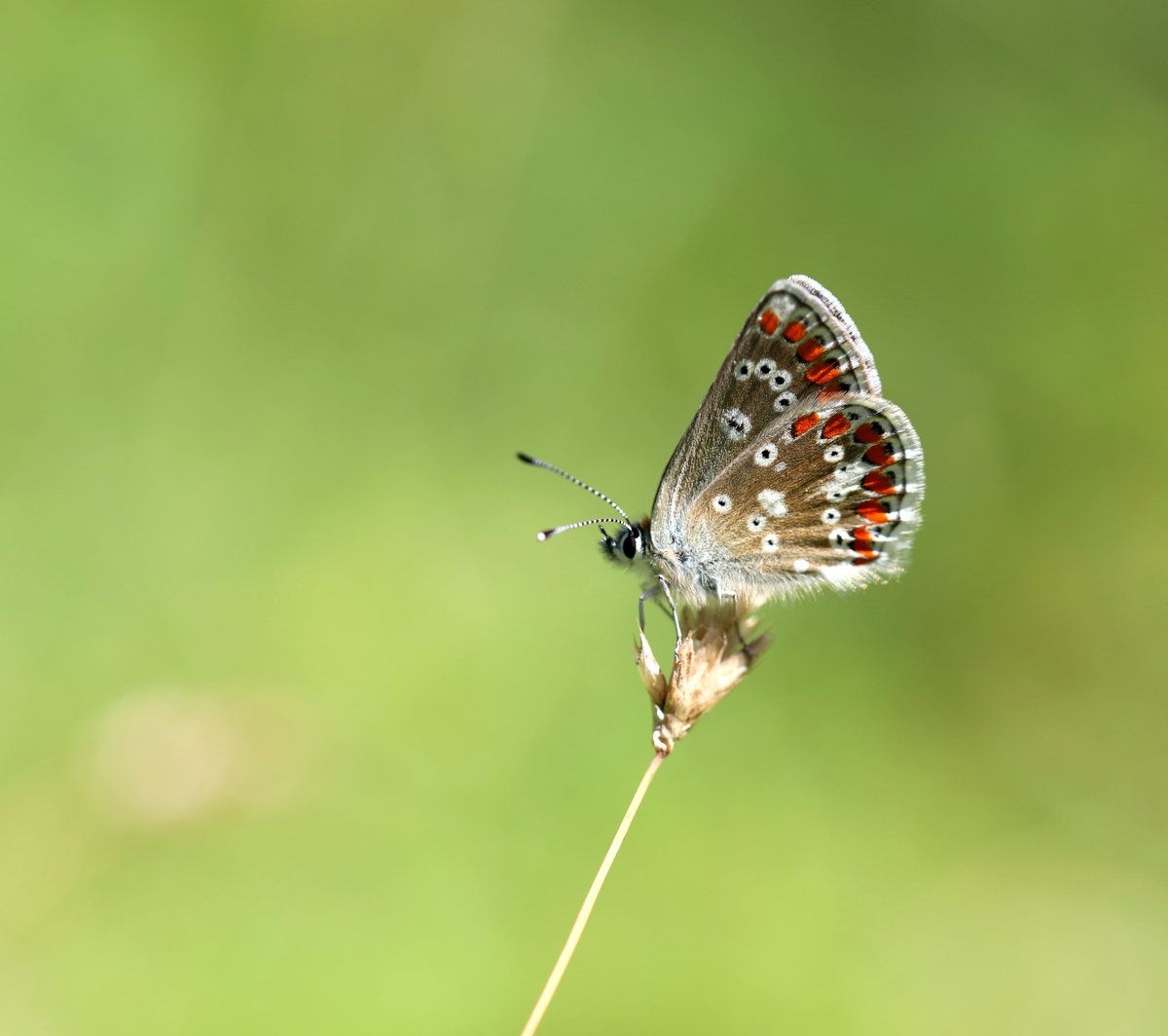 JohnMathers1's tweet photo. Northern Brown Argus, 3 seen at Myers Allotments and then a further 10 seen at nearby Trowbarrow quarry on Saturday @BC_Cumbria @BC_Lancs @RSPBLeightonM https://t.co/vLQHEIWSV4