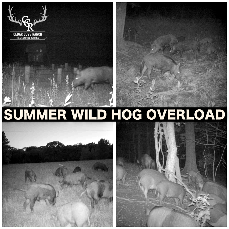 Cedar Cove Ranch tweet media