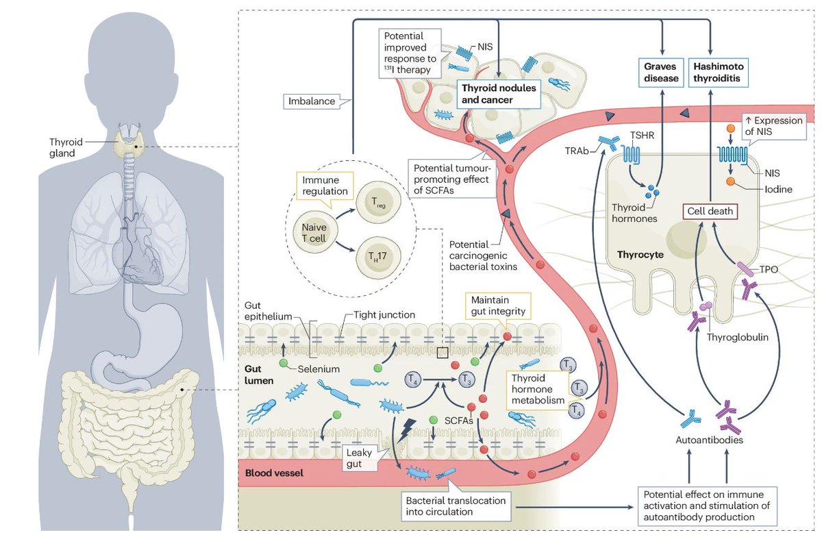 In this Review, Marian E. Ludgate, Giulia Masetti &amp; Paula Soares explore the relationship between the gut #microbiota and #thyroid disorders (£) go.nature.com/3XxuAFG