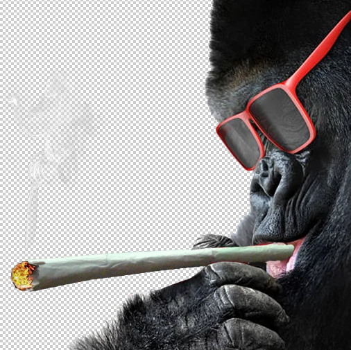 SMOKING #HARAMBE
