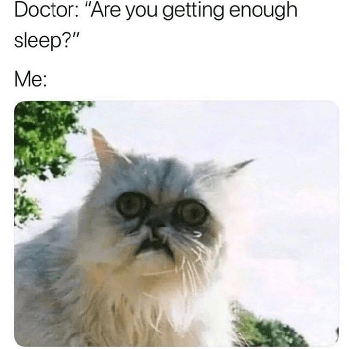 DailyCatMemes tweet media