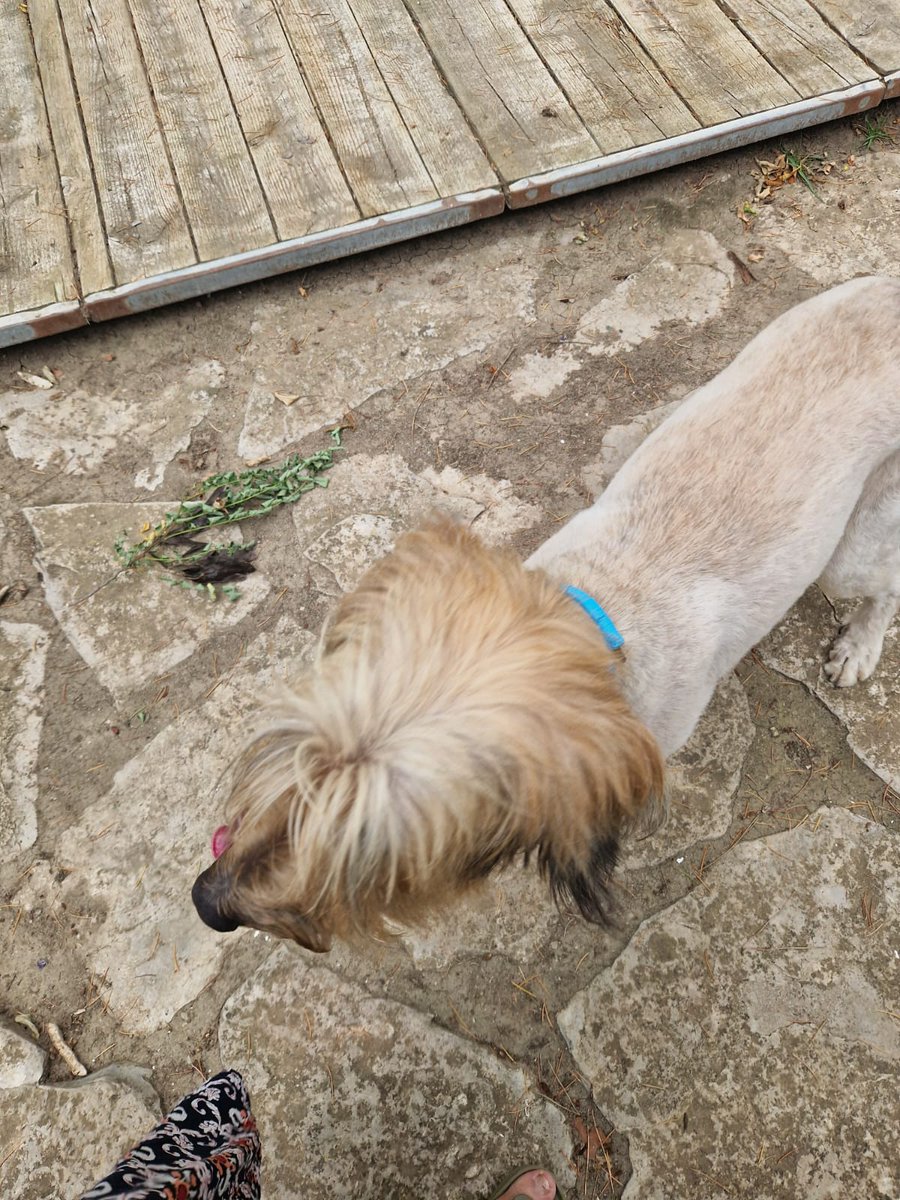 quimlyfar's tweet photo. Perduda gossa per la zona de Capellades!! 

SvvwLa tarda del 23 de juny! 

(Creiem que l'han robat perquè no ens quadra res de com ens hem trobat la casa)

Porta xip i respon al nom de boira!

Si us plau agraïm màxima difusió!!

Moltes gràcies per qualsevol informació!! https://t.co/Y1ewckPiJz