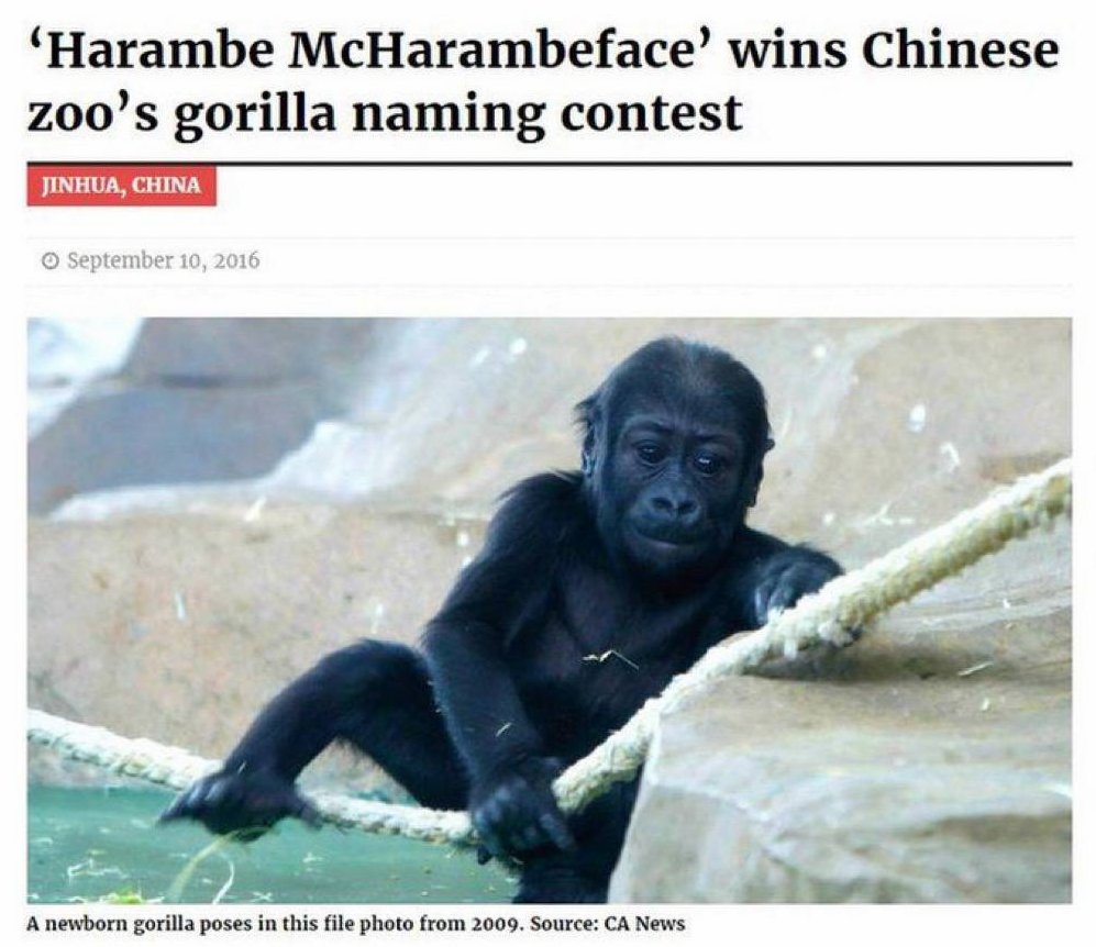 WINNER #HARAMBE
