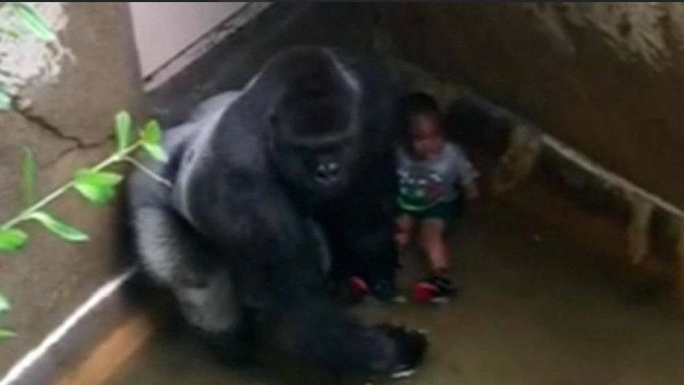 PROTECT HIM #HARAMBE