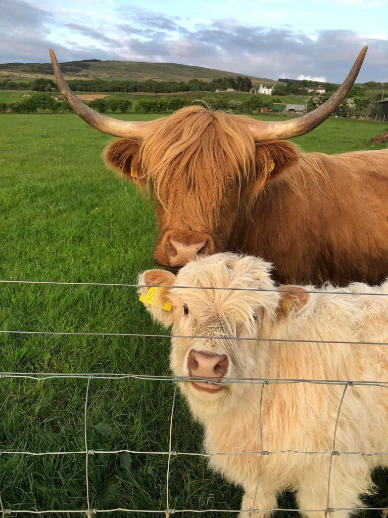 We’ve still got some space left on our tour tomorrow at 10.  Why not come along for a visit. Book on our website:
bellevue-Arran.co.uk. #workingfarm #farmarran #bellevuefarmarran #babyanimals #Arran #WeAreArran #farmtours #openfarm #familyday #highlandcows