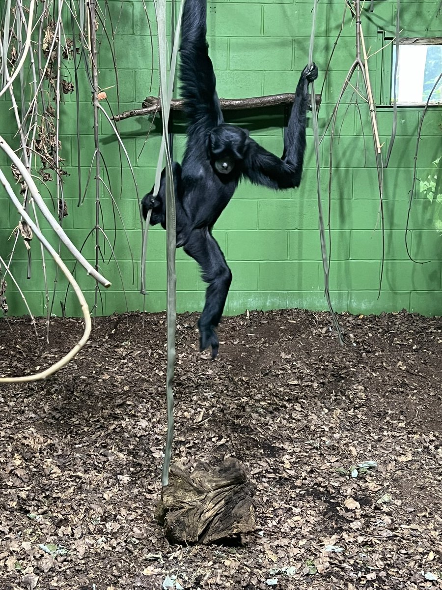 Jiggledeath tweet media