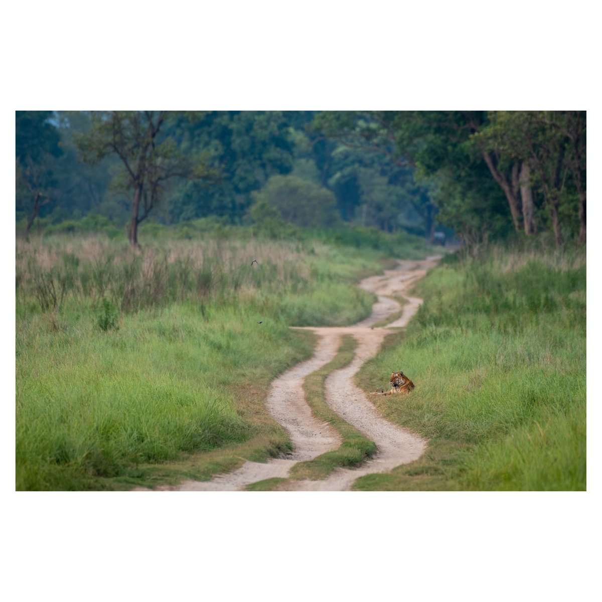 swami_bogim's tweet photo. One of my favourite phptographs from Jim Corbett National Park https://t.co/AslYgDrbaJ