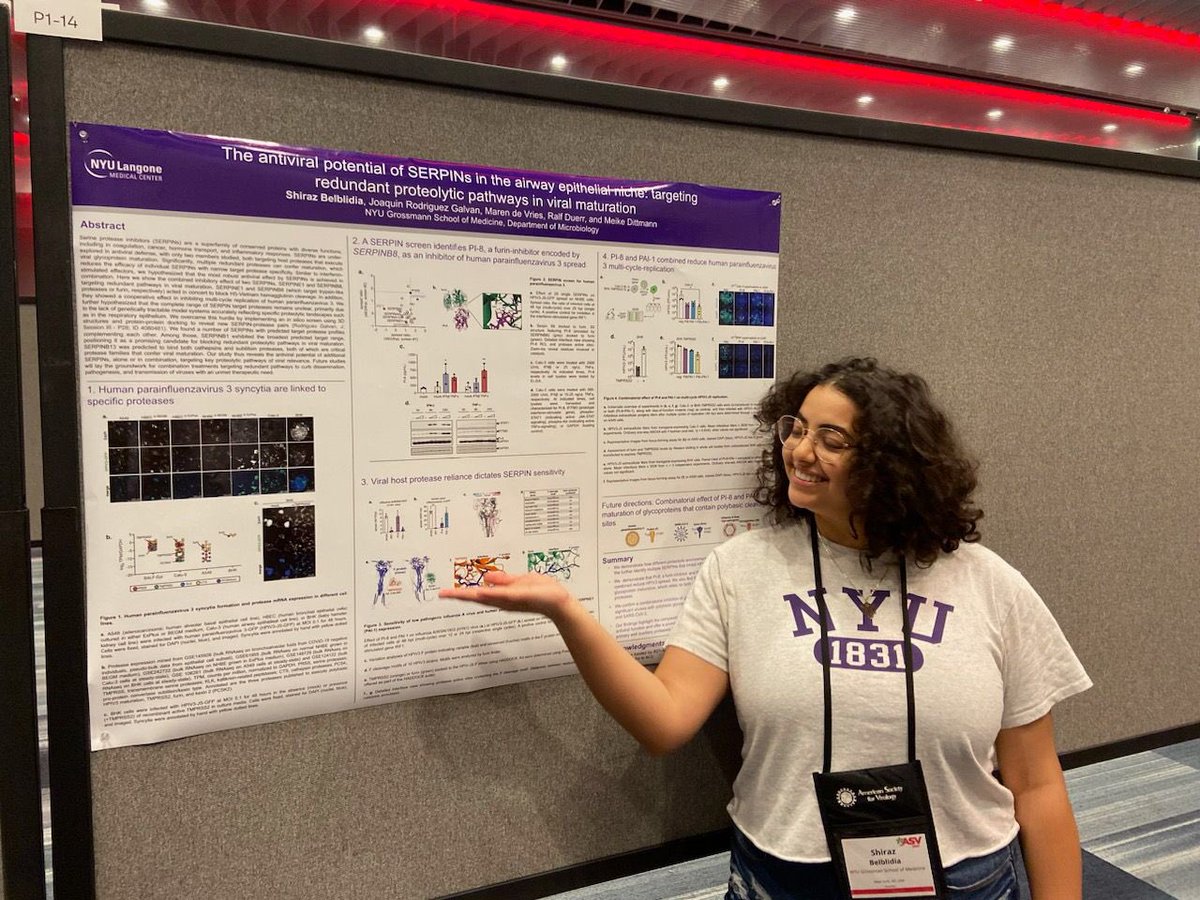 Dr. Meike Dittmann ๐ฆ ๐ฉ๐ช๐บ๐ธ (@dittmannlab) on Twitter photo Like syncytia and Proteases? Excited about whackamole? See these coming together at Shiraz Belblidiaโs flash talk and Poster TODAY in W4 (7:30-10pm)! <a href="/AmerSocVirol/">American Society for Virology</a> #lovevirology Like syncytia and Proteases? Excited about whackamole? See these coming together at Shiraz Belblidiaโs flash talk and Poster TODAY in W4 (7:30-10pm)! <a href="/AmerSocVirol/">American Society for Virology</a> #lovevirology
