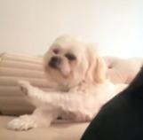 BLAU DAS EINZIG WAHRRRE