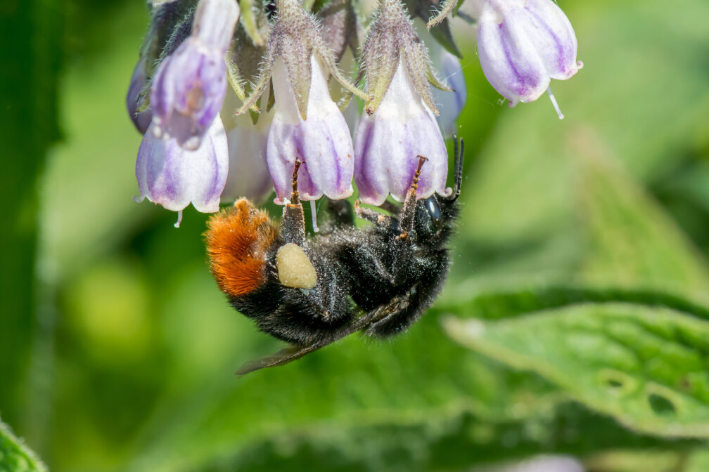 Yanet Sepúlveda (@yanetsepulveda) on Twitter photo With temperatures rising this week, it's the perfect time to sign up for <a href="/The_Buzz_Club/">The Buzz Club</a> Bees & Heatwaves project! 🌞🐝
If you want to support bees but aren't sure how, this is a fantastic opportunity to help them right from your own garden. Sign up here: thebuzzclub.uk/bees-heatwaves With temperatures rising this week, it's the perfect time to sign up for <a href="/The_Buzz_Club/">The Buzz Club</a> Bees & Heatwaves project! 🌞🐝
If you want to support bees but aren't sure how, this is a fantastic opportunity to help them right from your own garden. Sign up here: thebuzzclub.uk/bees-heatwaves