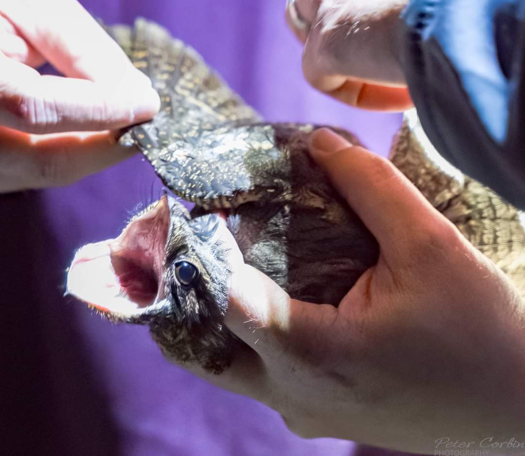 Pete Corbin Wildlife Photography tweet media