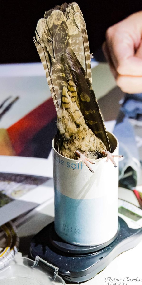 Pete Corbin Wildlife Photography tweet media