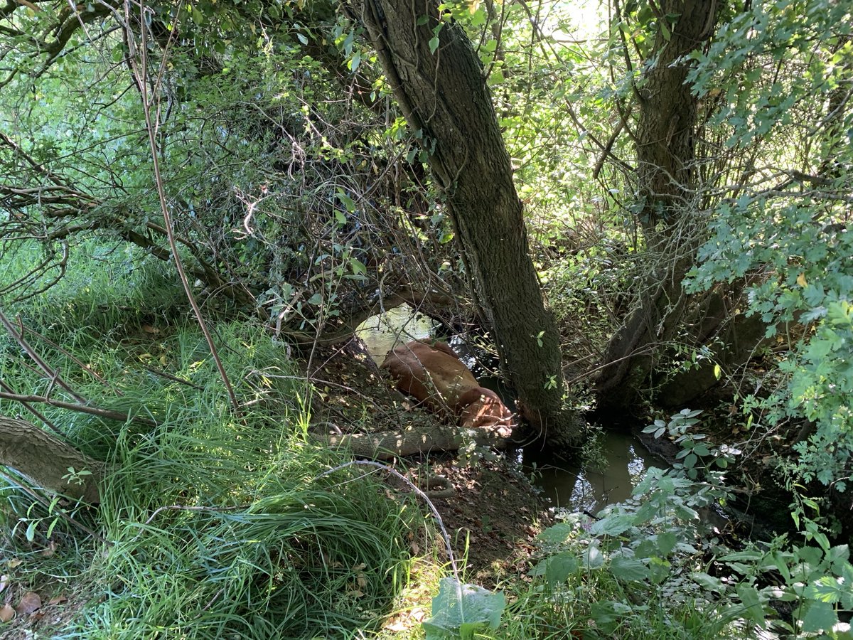It was an eventful night for Notorious the bull, who got stuck in a ditch in #Tonbridge.
The rescue was complex but it wasn’t the crews' first rodeo - they were ‘udderly’ committed to helping him ‘moo-ve’ out of the mud.
Notorious was back to his normal, bullish self in no time!