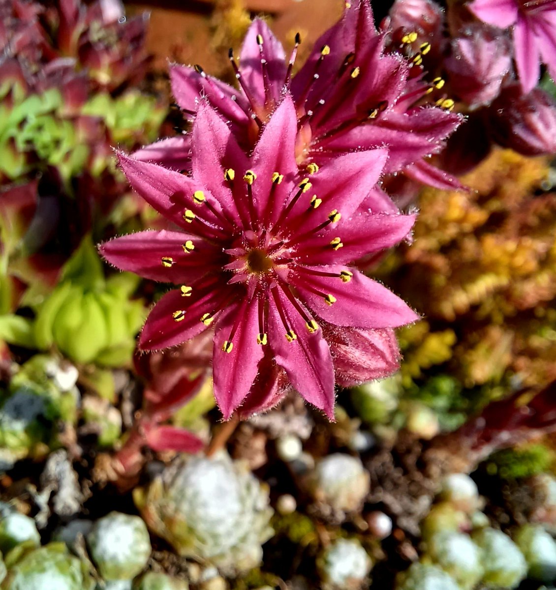 rickretweets tweet media