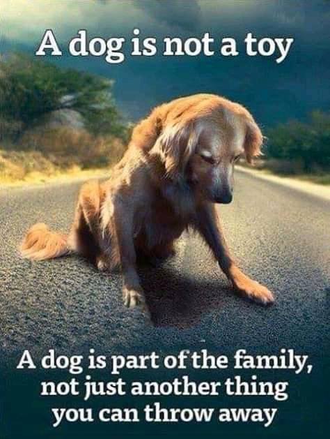 _XDogs's tweet photo. They are family, look after them like your own child https://t.co/yYhWmJ4Lfj