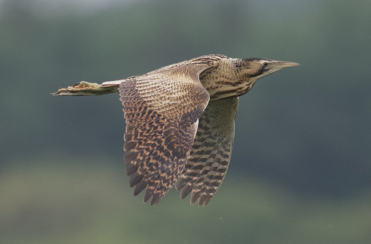 bri66thomp's tweet photo. Bittern, fabulous view of a flyby at Stratford hide, CVL this morning. @bristolbirding @CVLbirding https://t.co/c5QG9blsNu
