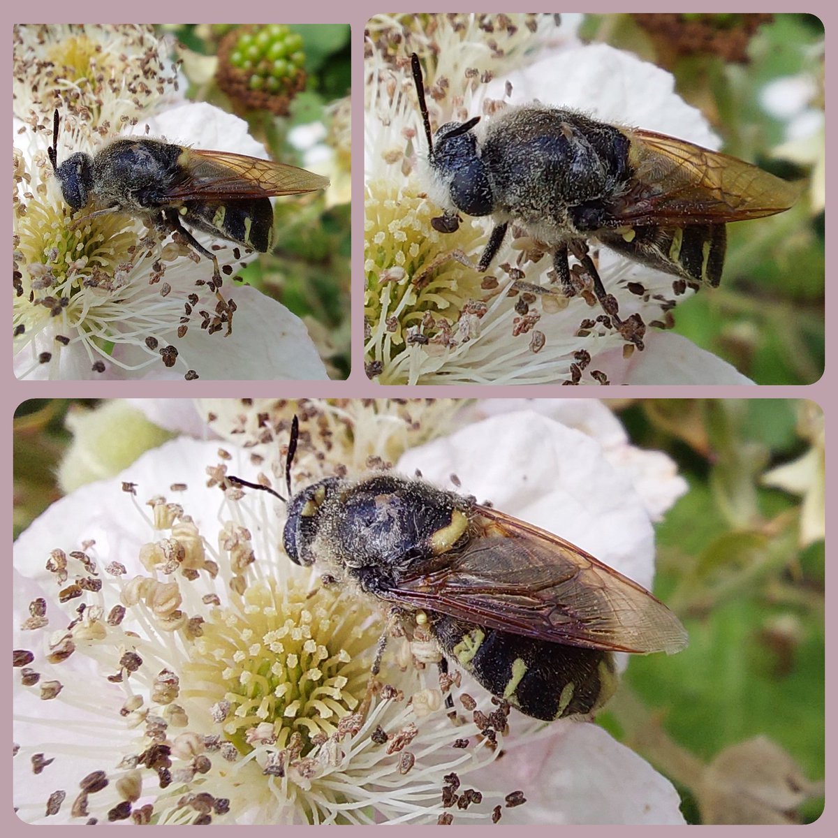 vule_rock_nroll's tweet image. Gewone langsprietwapenvlieg 

Op braambloesem gisteren bij Braakman Noord.

#insects_of_our_world #insecten #natuurliefhebber #soortenNL
