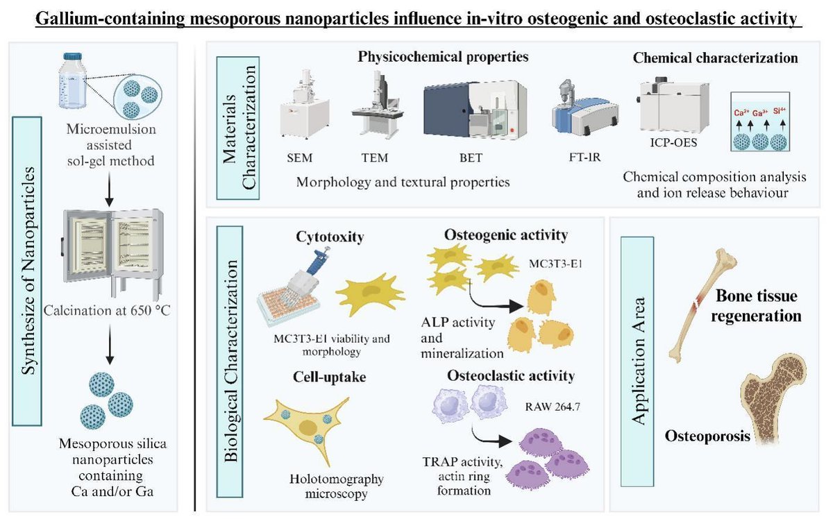 Sharing our <a href="/Boccaccini_Lab/">Biomaterials_Erlangen</a> <a href="/UniFAU/">FAU Erlangen-Nbg</a> #OpenAccess paper on Ga-containing mesoporous #bioactive glass nanoparticles in <a href="/BiomaterialsAdv/">Biomaterials Advances</a> Congratulations👏to <a href="/fatih_kurtuldu/">Fatih Kurtuldu</a> for leading this work. Great collaboration with <a href="/FunGlass_Centre/">FunGlass</a> and int. team🇸🇰🇩🇪🇪🇸🇮🇹 sciencedirect.com/science/articl…