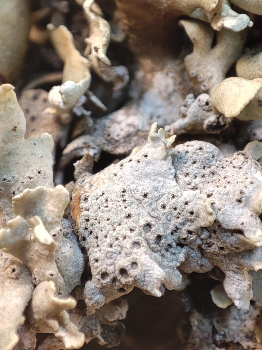 BrioLi_PPCC tweet media