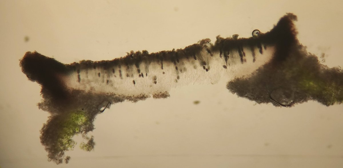 BrioLi_PPCC tweet media