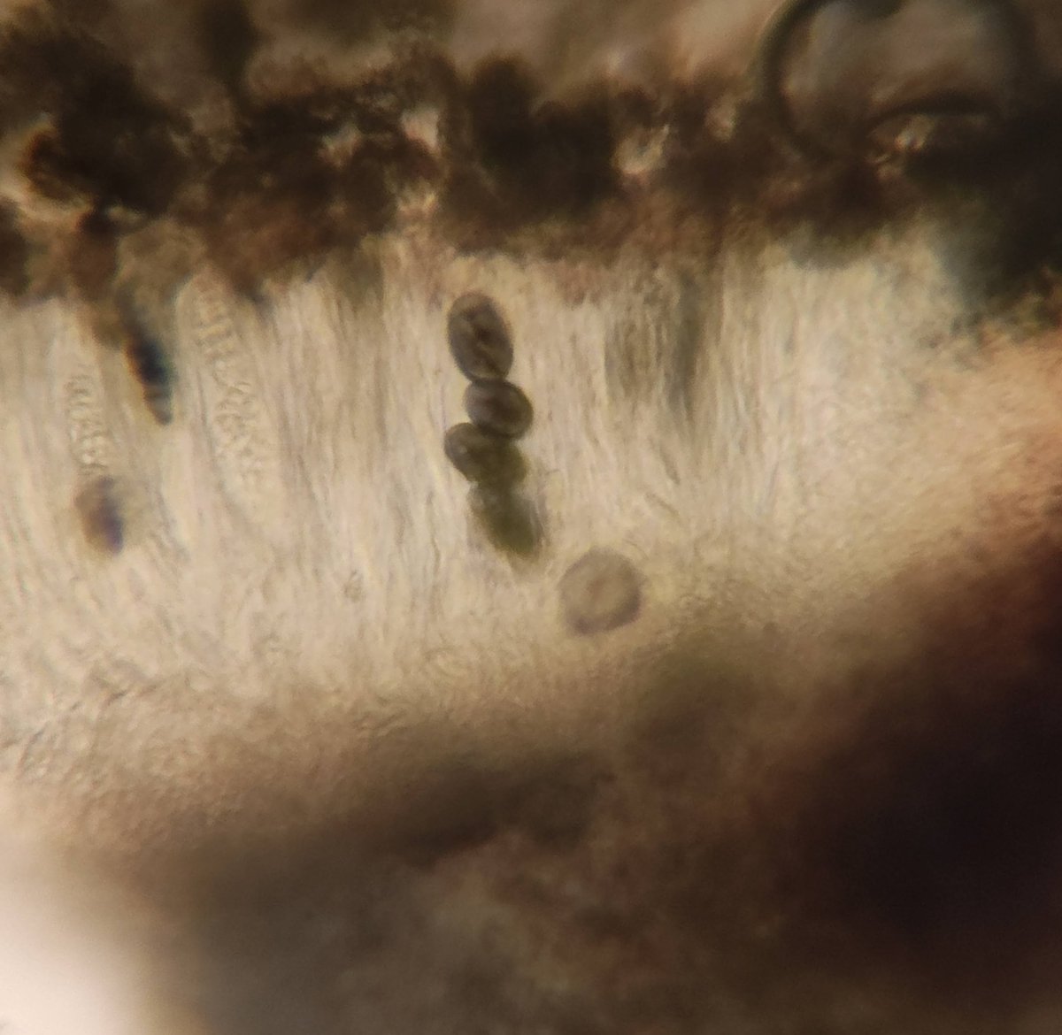 BrioLi_PPCC tweet media