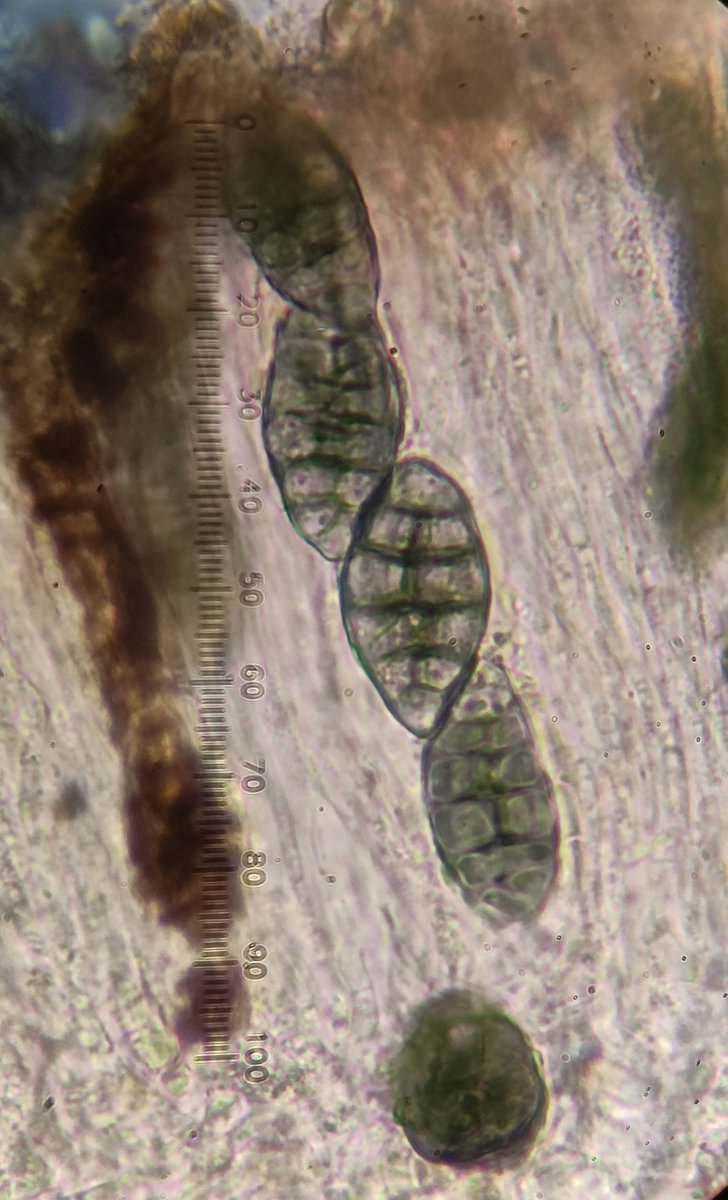 BrioLi_PPCC tweet media