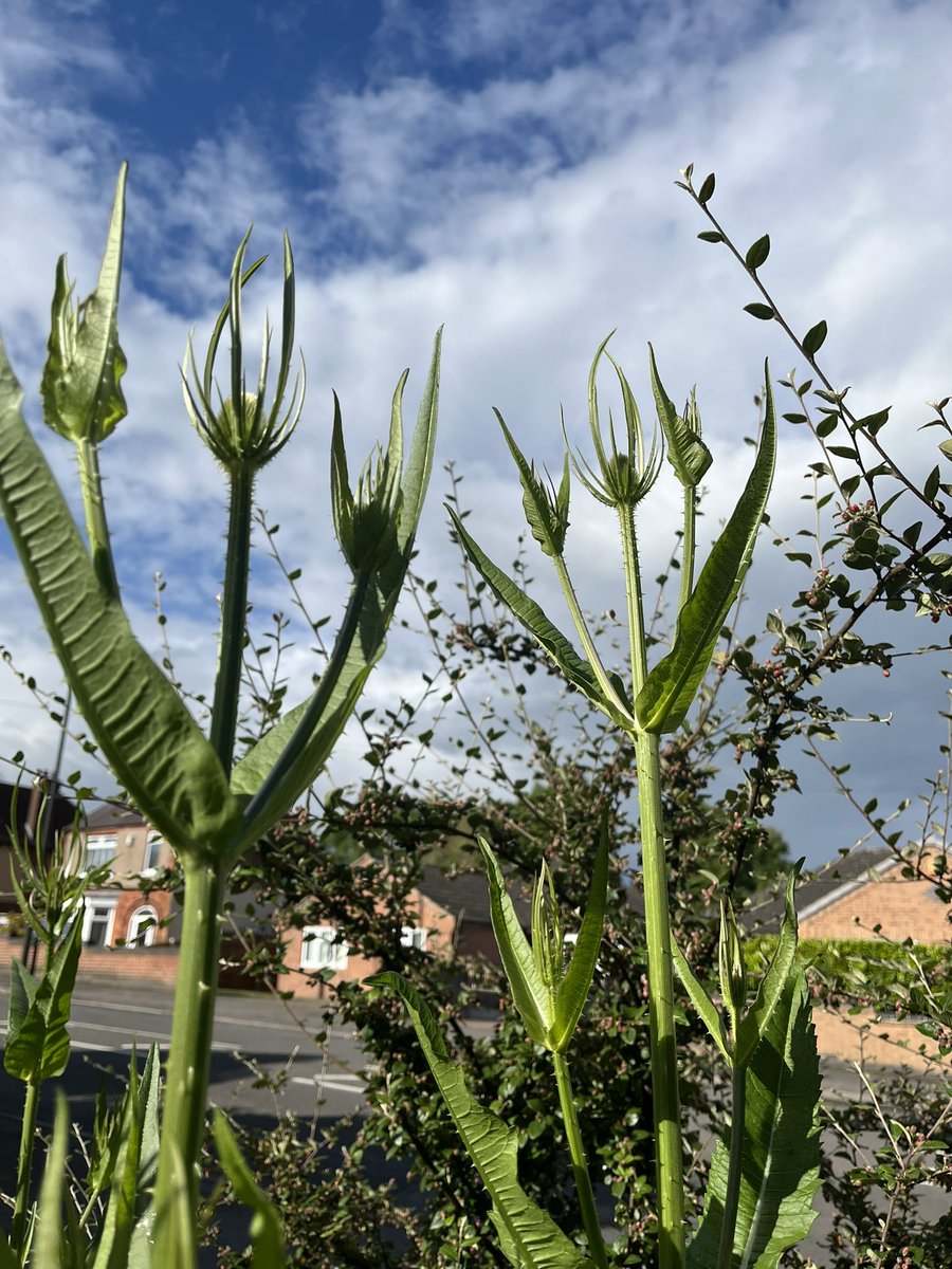 Angela Williams 🌈💙🥾⛅️🦉🕸🌳🏳️‍🌈🇺🇦 tweet media