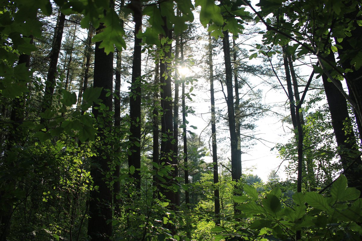 Sketti 🍝 tweet media