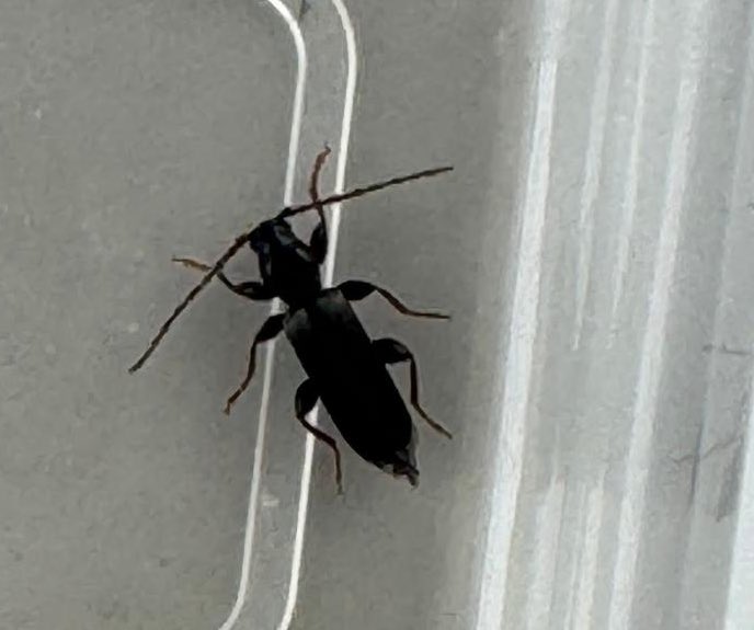 Adrian Dutton (@tbeetles) on Twitter photo Tetropium castaneum from my son’s North-east Derbyshire garden. <a href="/NLonghornRS/">National Longhorn Beetle Recording Scheme</a> <a href="/ColSocBI/">Coleopterists Society of Britain and Ireland</a> Tetropium castaneum from my son’s North-east Derbyshire garden. <a href="/NLonghornRS/">National Longhorn Beetle Recording Scheme</a> <a href="/ColSocBI/">Coleopterists Society of Britain and Ireland</a>