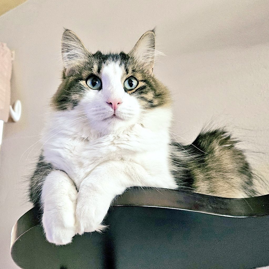 EdFatherOfCats tweet media