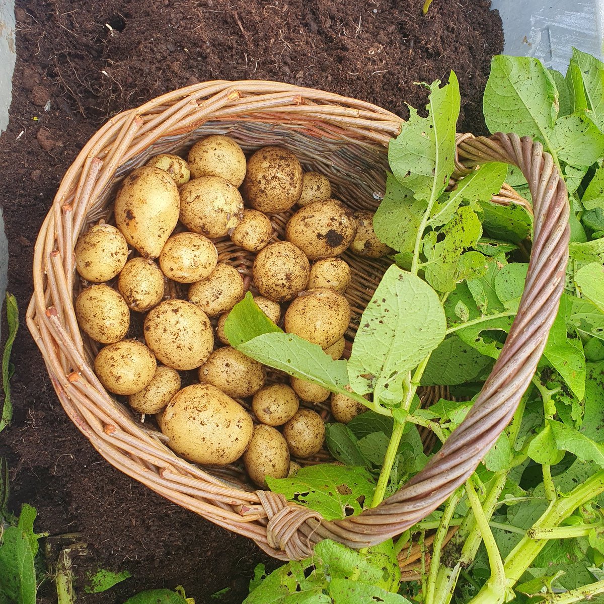 Margaret Leahy tweet media