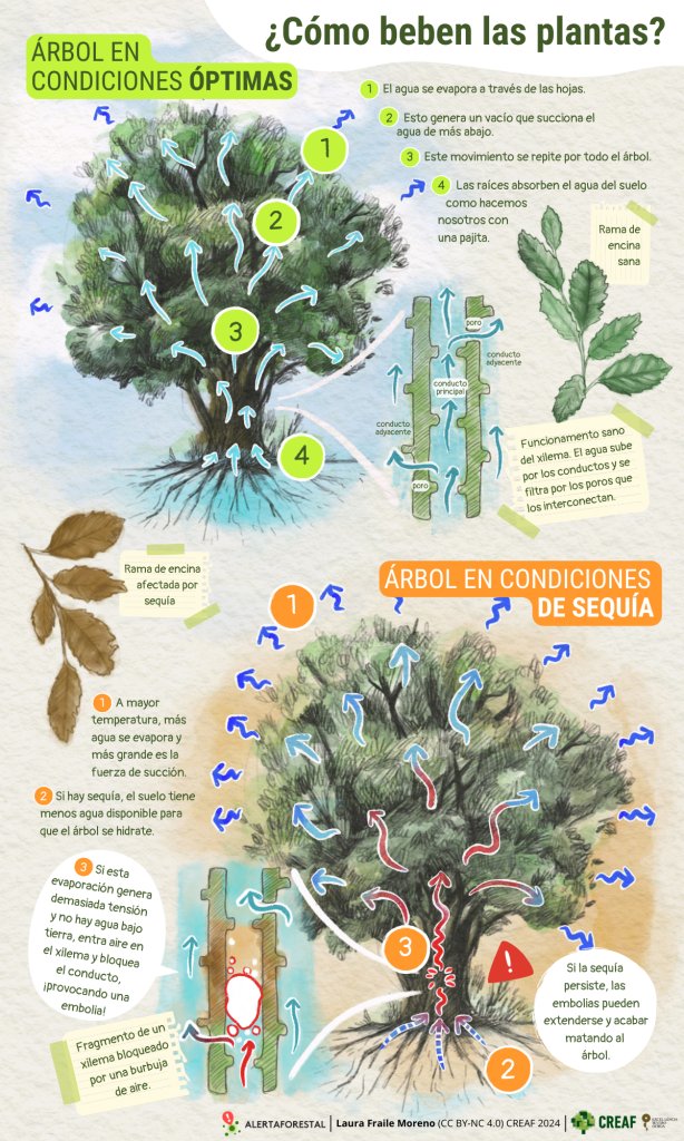 ¿Alguna vez os habéis preguntado cómo beben #agua las #plantas? 🌲🌳 ¡Pues mirad! Os lo explicamos con esta infografía de @laurafraileart ✨ Fijaros la comparación cuando los árboles están en sequía 🥀