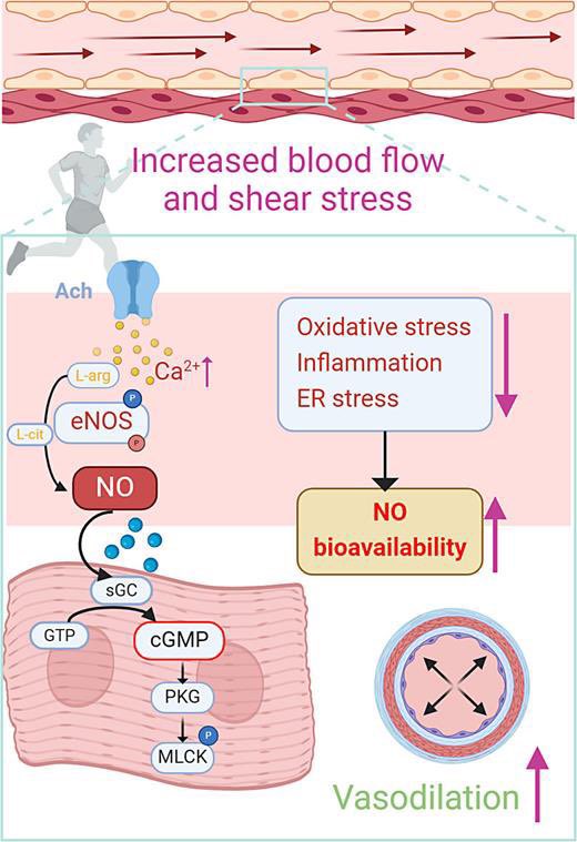 ManuelBustosW1's tweet photo. Efecto del entrenamiento físico sobre la vía de señalización del óxido nítrico (NO) en la microvasculatura ➡️ ¡entrena! 🩸🧠 https://t.co/A9ymdNndQ4