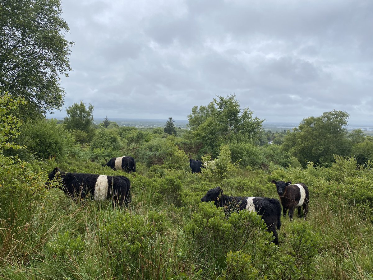 pomskua's tweet photo. Talking farming and nature, a farm walk here next Sat and Belted Galloway cattle on Galway bay fm @ 20min 30sec on 2nd slot https://t.co/kFPkPy2pTD https://t.co/k1hkDMfCxC