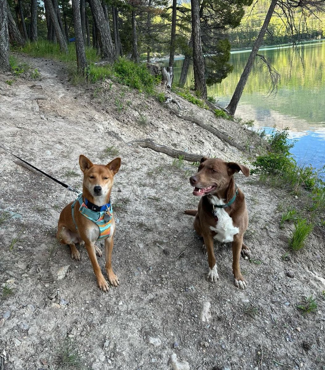 We’ve re-homed 12 dogs in the last 3 weeks (The Spice girls, Eve, Taylor Swift etc). I’ll always miss them but I’m also so happy to see them go because of what awaits them. 

Mr Fox is a great example. The 3rd dog I ever fed. He lived on the streets for 2 years but earlier this