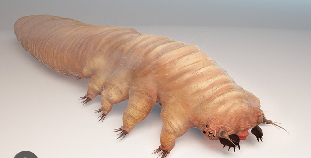 Dugujem izvinjenje pacijentkinji kojoj sam dermoskopom vidjela Demodex u velikom broju, na koži lica, i sva ushićena joj to pokazala i objašnjavala sve o tom parazitu... žena vjerovatno sad ima traumu za cijeli zivot... 
Da vam docaram, ovo je Demodex 😬
