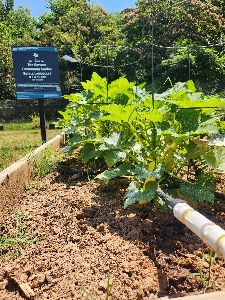 _touio_'s tweet photo. Looking to automate your irrigation systems? #intellidrip can help!! Our clients are seeing great results and have more time to enjoy their summer! Learn more at https://t.co/FOMyhB7v6y
#LoRaWAN #IoT #smartgardens #agriculture #communitygardens #irrigation https://t.co/YBZlfv4iUf