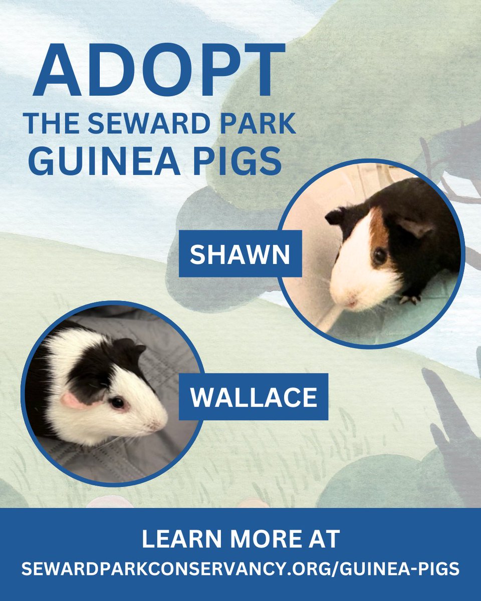 Shawn and Wallace are in search of their forever homes! After an exciting week in Seward Park, they are looking to spend the rest of their days inside with a loving family.

We are working with <a href="/NYCACC/">Animal Care Centers of NYC</a> to handle the adoption. Learn more and apply at sewardparkconservancy.org/guinea-pigs