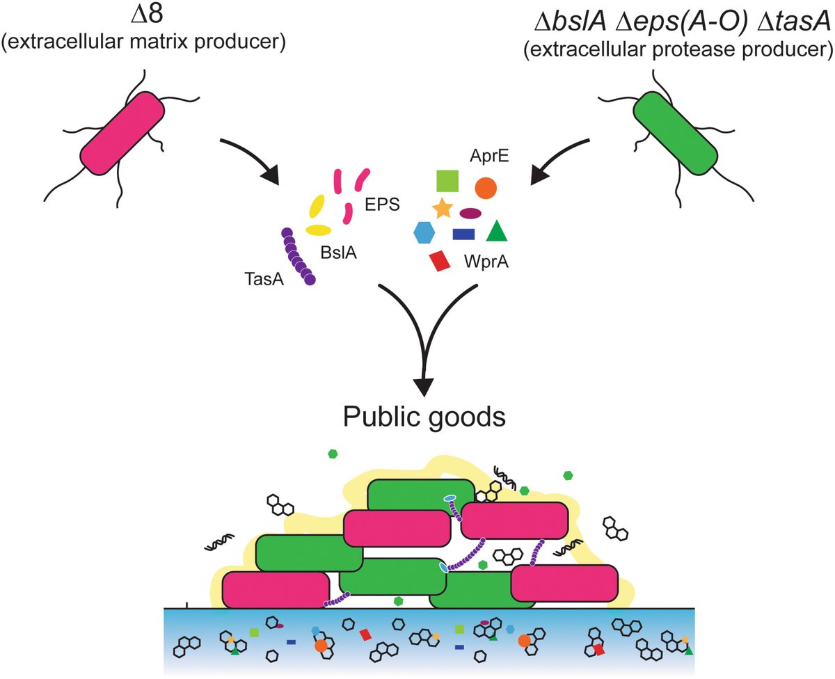 Akos T. Kovacs (@evolvedbiofilm) on Twitter photo Reciprocal sharing of extracellular proteases and extracellular matrix molecules facilitates Bacillus subtilis biofilm formation
<a href="/MolMicroEditors/">Mol Micro Editors</a> by Thibault Rosazza/<a href="/Pirneote/">Thibault Rosazza</a> et al from <a href="/bacteriacities/">Bacterial Cities</a>
onlinelibrary.wiley.com/doi/10.1111/mm… Reciprocal sharing of extracellular proteases and extracellular matrix molecules facilitates Bacillus subtilis biofilm formation
<a href="/MolMicroEditors/">Mol Micro Editors</a> by Thibault Rosazza/<a href="/Pirneote/">Thibault Rosazza</a> et al from <a href="/bacteriacities/">Bacterial Cities</a>
onlinelibrary.wiley.com/doi/10.1111/mm…