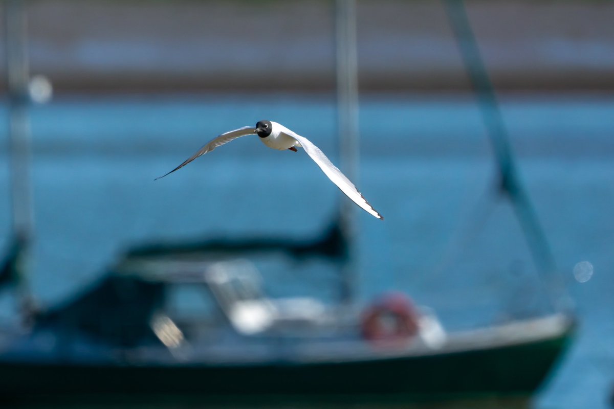Happy to have seen the Bonaparte’s Gull at Oare Marshes, the 12th consecutive year it’s been back. <a href="/Natures_Voice/">RSPB</a>