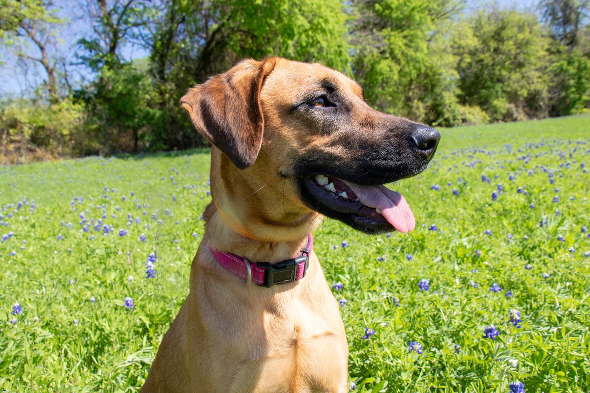 Coppell Animal Services tweet media