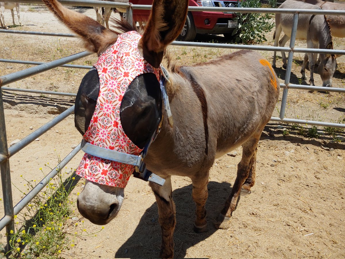 HobbesCarlota's tweet photo. @FirePhotoGirl Another fire in the same area today. #StewartFire
Thankfully the firefighters made quick work of it.
This is Suvi dressed for evacuating just in case the fire got closer. We halter our domestic donkeys & horses. Then mark their rumps. https://t.co/Ud11evjSzn