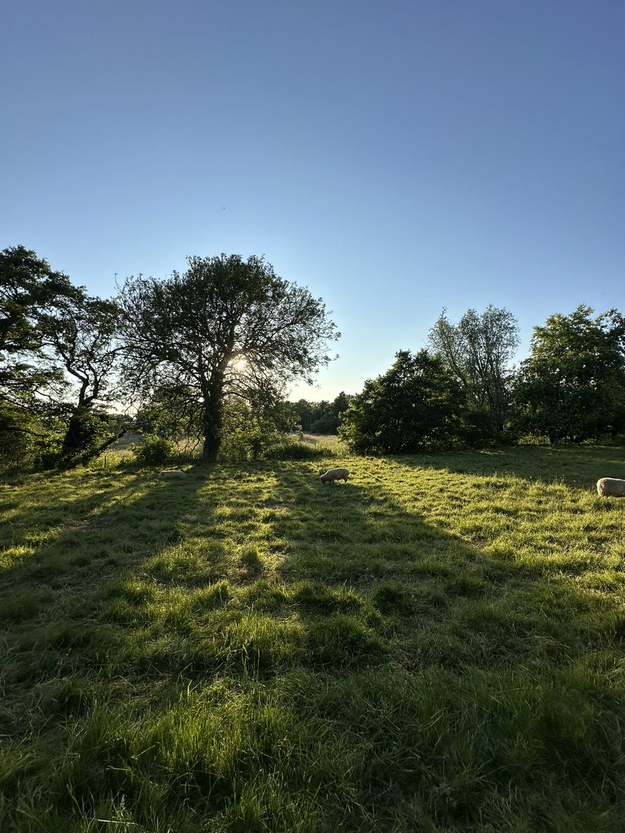 MPGeorgeFreeman's tweet image. A midsummer eve in deepest #MidNorfolk. 

#farfromthemaddingcrowd