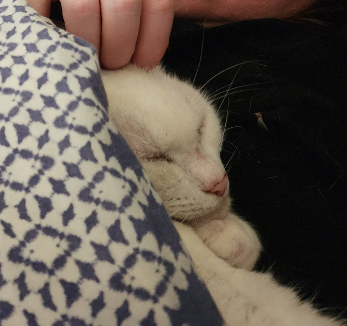 AlopexCat's tweet photo. Oh how I suffer https://t.co/R065Y1NJxj