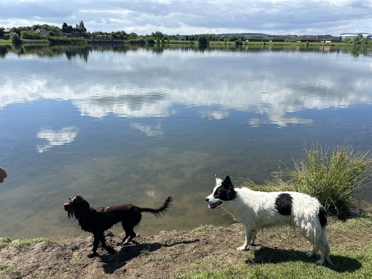 Toni0750's tweet photo. Morning walk and swim before it gets too warm #dogs #summer https://t.co/1XjAUsXu3I