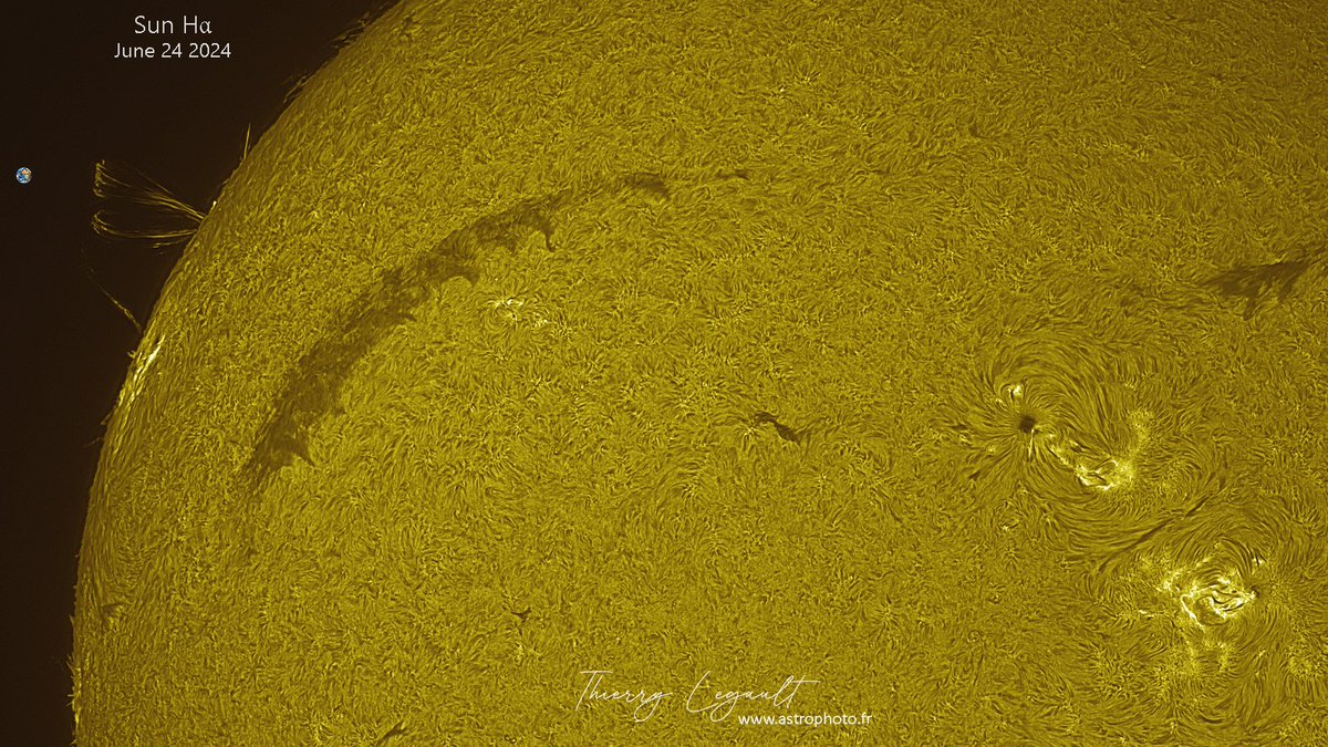 ThierryLegault's tweet image. Impressive solar activity today: many sunspot groups, a huge prominence (dark filament over the disk) and above all outstanding eruptive loops materializing the solar magnetic fields! 馃槑
The Earth at scale on the left edge 馃槄