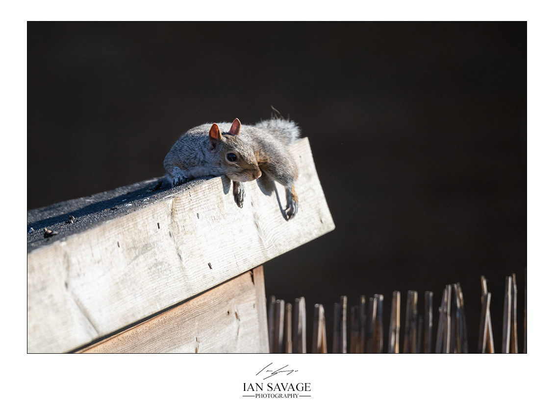 Just a lazy squirrel afternoon...